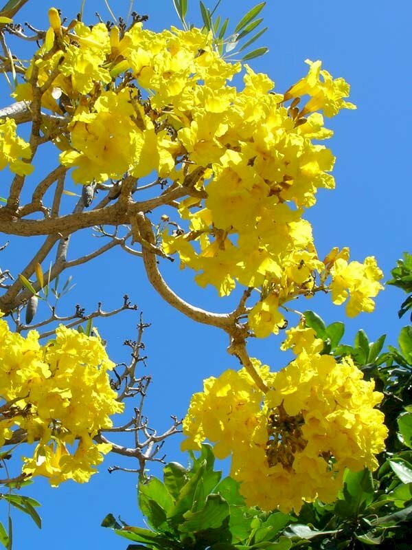 Hình ảnh hoa chuông vàng làm hình nền điện thoại đẹp