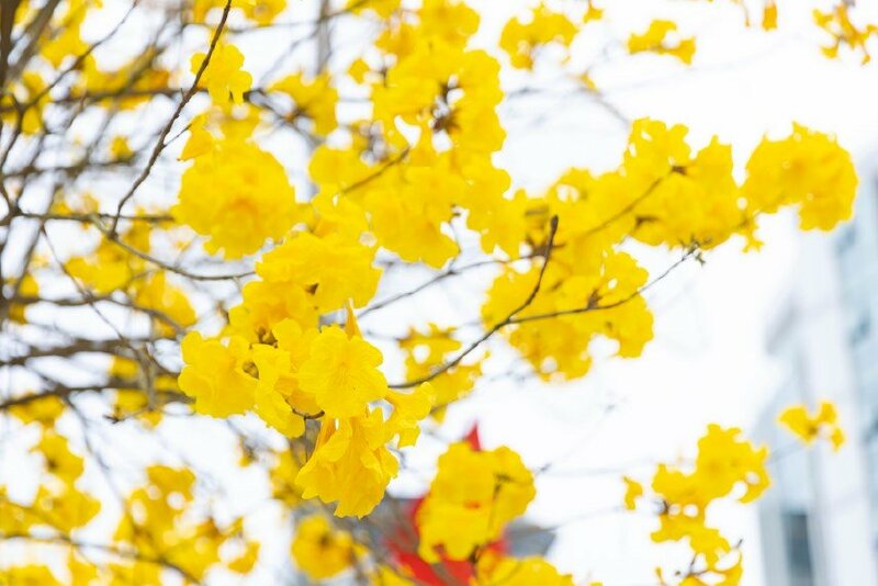 Background hình ảnh hoa chuông vàng đẹp cuốn ánh nhìn