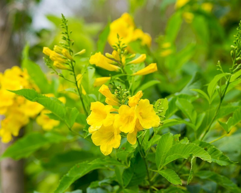 Hoa chuông vàng - màu hoa tượng trưng cho tài lộc