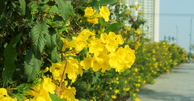 Hình ảnh hoa chuông vàng làm đẹp một góc đường