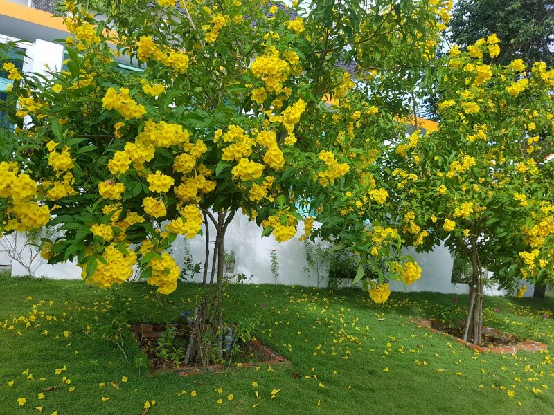 Hình ảnh cây hoa chuông vàng rực rỡ góc sân nhà