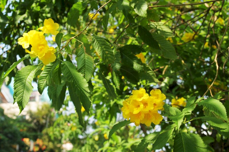 Hoa chuông vàng rực rỡ trong ánh nắng làm đẹp một góc phố