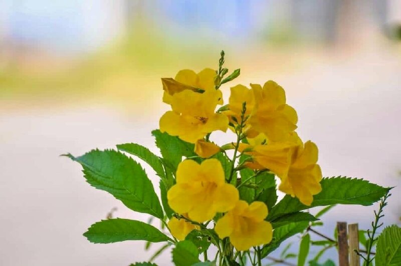 Cây hoa chuông vàng trồng trong một góc nhỏ sân vườn