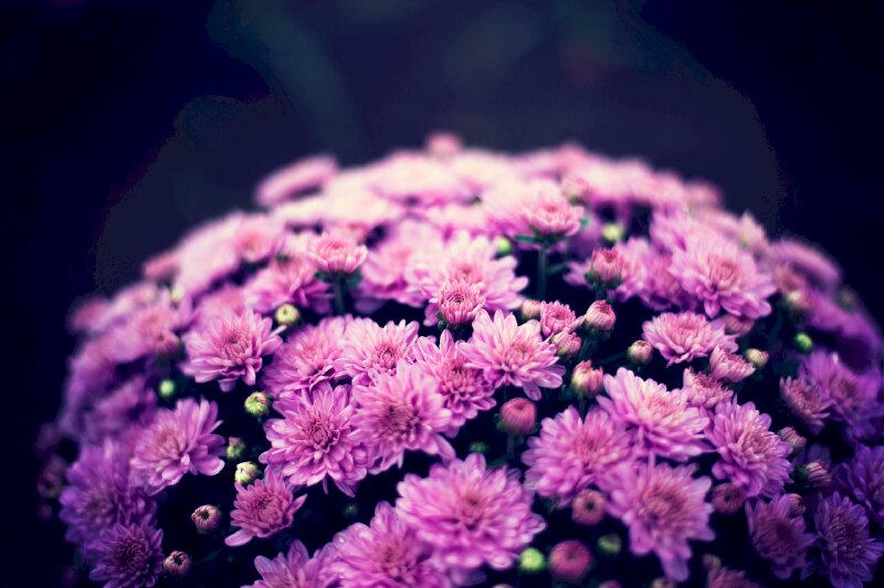 Ảnh hoa cúc tím có nhiều ý nghĩa tốt đẹp trong phong thủy