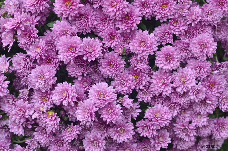 Hình ảnh hoa cúc tím đẹp phù hợp làm hình nền máy tính 