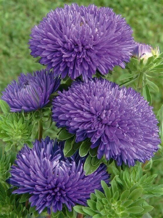 Hình ảnh hoa cúc tím tượng trưng cho tình yêu bền lâu, nhẹ nhàng mà sâu lắng