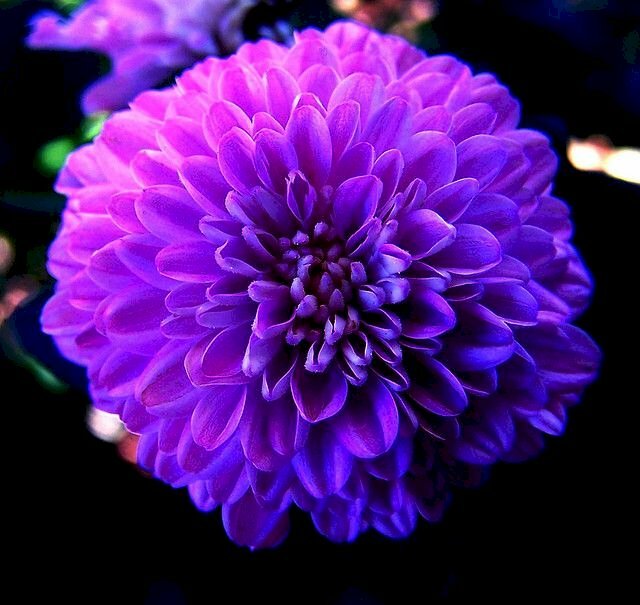 Hình ảnh hoa cúc tím thể hiện cho sự giàu sang phú quý