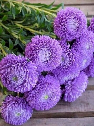 Hình ảnh hoa cúc tím loài hoa của tình yêu thương vô bờ