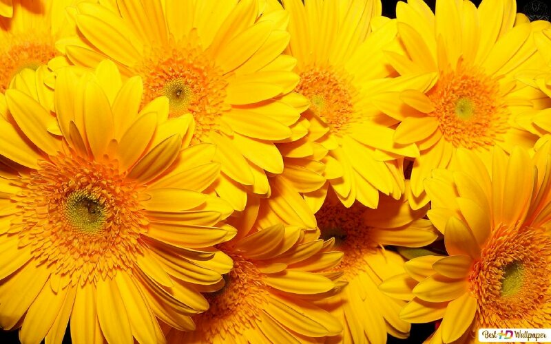 Hình ảnh hoa cúc vàng đẹp rực rỡ