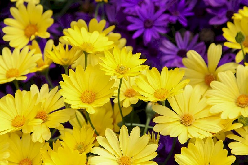 Hình ảnh hoa cúc vàng đẹp làm background máy tính, Ipad, điện thoại