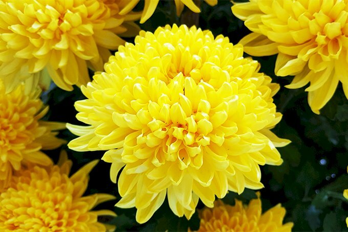 Hoa cúc vàng rực rỡ sẽ mang lại cho bạn cảm giác vui tươi và thoải mái. Hãy nhìn vào hình ảnh này và cảm nhận vẻ đẹp thật tuyệt vời của hoa cúc vàng.