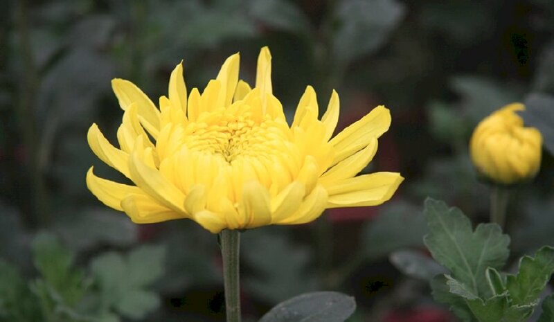 Ý nghĩa và cách trồng hoa cúc vàng tại nhà đơn giản nhất