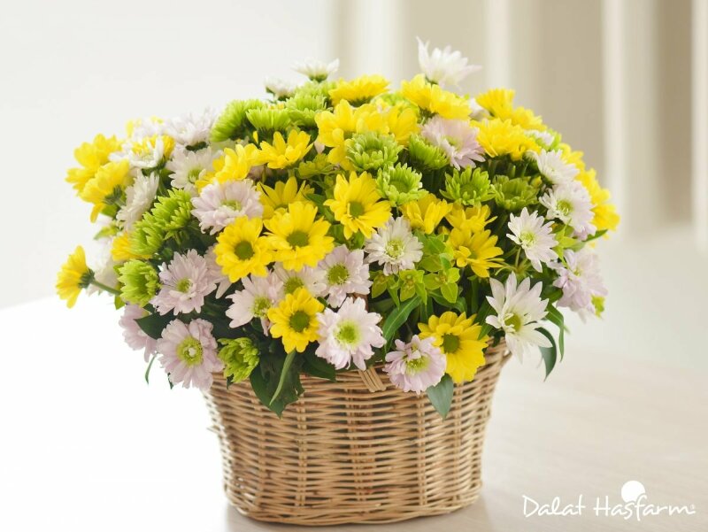 Giỏ hoa cúc vàng xen lẫn với các màu sắc hoa khác thật thu hút
