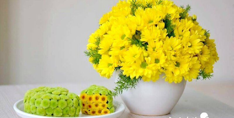 Hoa cúc vàng - món quà ý nghĩa trường thọ kính tặng ông bà