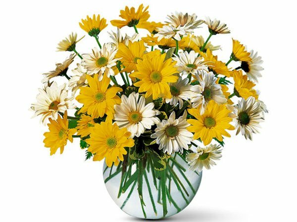 Bình hoa cúc vàng ngày tết tặng bạn bè thân yêu