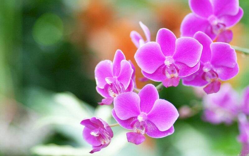 Hình ảnh hoa lan tím đẹp cuốn ánh nhìn