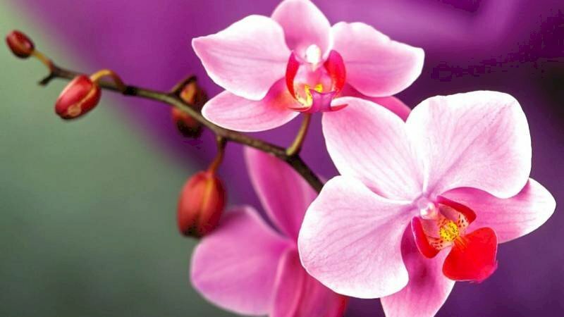 Hình ảnh hoa lan tím đẹp kiêu sa như tình yêu nồng cháy bền vững