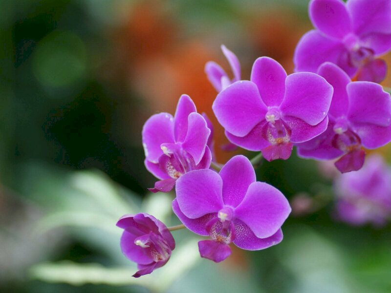 Hình ảnh hoa lan tím đẹp nhẹ nhàng như tình yêu sâu sắc, gắn bó