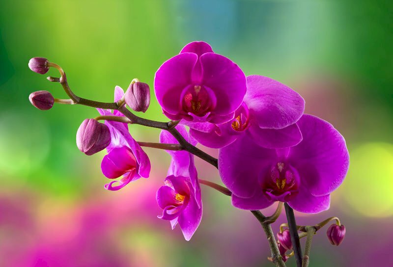 Top 101 hình ảnh hoa lan tím đẹp nhất Top 101 Hình Ảnh Hoa Lan Tím Đẹp Nhất