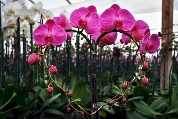 Hình ảnh hoa lan tím tạo hình trái tim