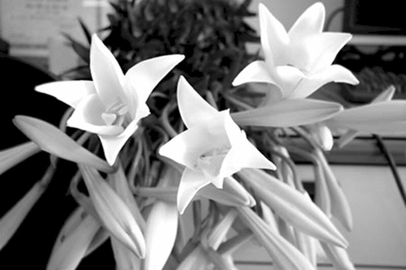 Hình ảnh hoa loa kèn màu đen trắng