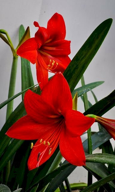 Hình ảnh hoa loa kèn đỏ đẹp nhất