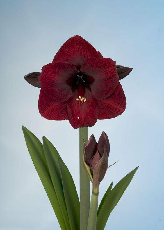 Đã bao giờ bạn thấy một đóa hoa loa kèn đỏ đẹp như thế này chưa? Nếu không, hãy nhanh chóng xem hình ảnh để chiêm ngưỡng những sắc đỏ rực rỡ và kiêu sa trên một đóa hoa loa kèn.
