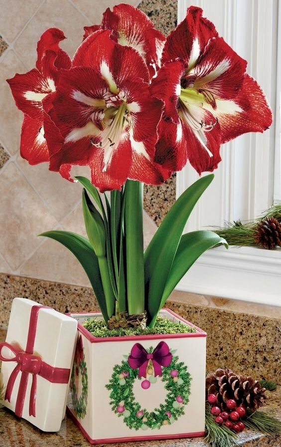 Hình nền hoa loa kèn đỏ loài hoa của tình yêu vĩnh cửu