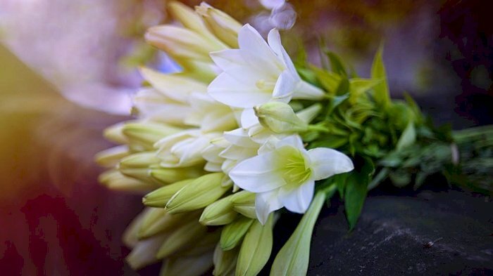 Hình ảnh hoa loa kèn trắng buồn man mác