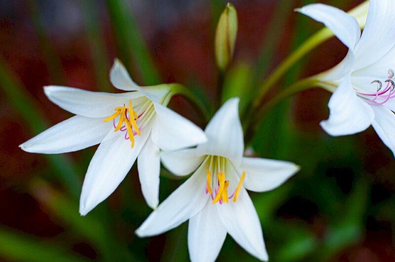 Top 101 Hình ảnh hoa loa kèn trắng đẹp nhất