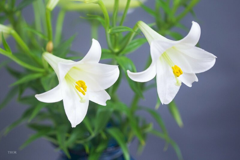 Hoa loa kèn trắng là loại hoa đẹp và tinh khiết nhất. Đôi khi, chỉ cần một bông hoa này cũng đủ để làm cho không gian trở nên rực rỡ hơn. Hãy xem hình ảnh hoa loa kèn trắng để cảm nhận sự tinh khiết và độc đáo của loài hoa này.