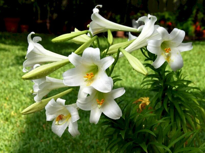 Hãy xem hình ảnh hoa loa kèn trắng làm say đắm biết bao trái tim với vẻ đẹp tinh khiết của nó. Cùng khám phá những nét đẹp tinh tế của hoa này và cảm nhận sự thanh thản khi nhìn thấy nó nở rộ trong không gian xanh tươi.