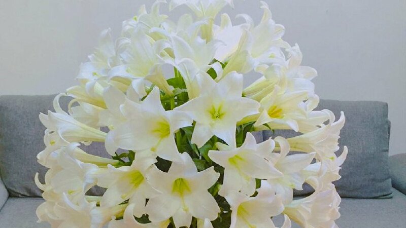 Hình ảnh hoa loa kèn trắng đẹp trang tri không gian sang trọng