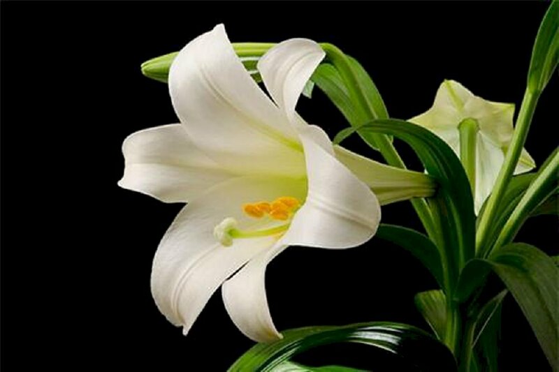 Hình ảnh hoa loa kèn trắng nền đen sang trọng