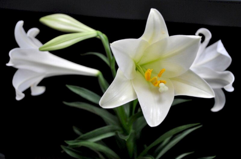 Hình ảnh hoa loa kèn trắng nền đen đẹp