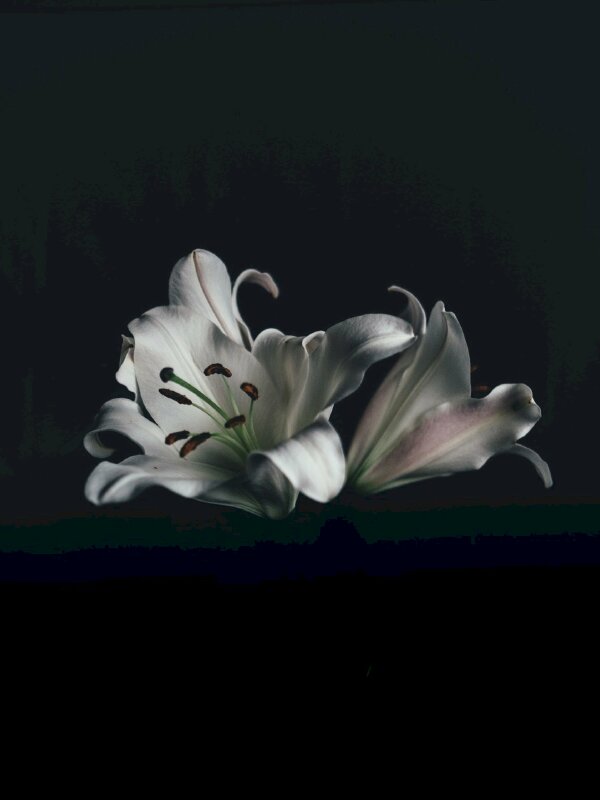 Hình ảnh hoa loa kèn trắng nền đen đẹp làm hình nền điện thoại