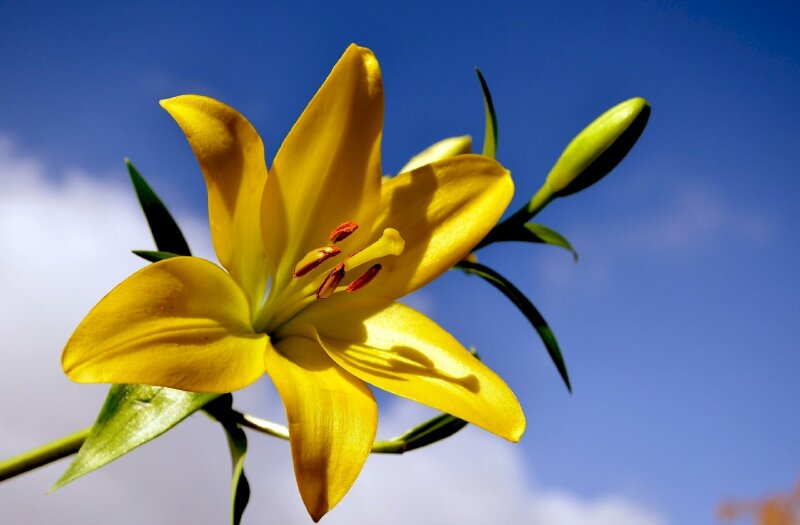 Hoa Ly Vàng: Vàng là màu sắc tượng trưng cho sự giàu có và sung túc. Khi nhìn thấy hoa Ly vàng, bạn sẽ nhận ra sức mạnh và sự lộng lẫy của loài hoa này. Hãy hòa mình vào không gian yên bình và tận hưởng trọn vẹn vẻ đẹp của hoa Ly vàng.