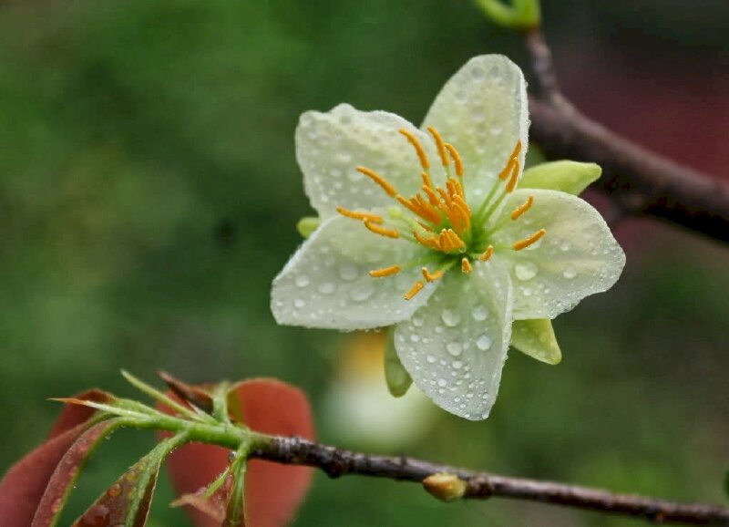 Hình ảnh hoa mai trắng buồn nhẹ nhàng