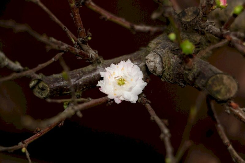 Hình ảnh hoa mai trắng buồn đơn độc làm bạn với những nhành cây