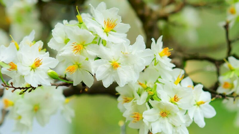 Hãy thưởng thức những bức ảnh về hoa mai trắng tuyệt đẹp, để khám phá và cảm nhận vẻ đẹp tinh khôi, thanh lịch của loài hoa này.