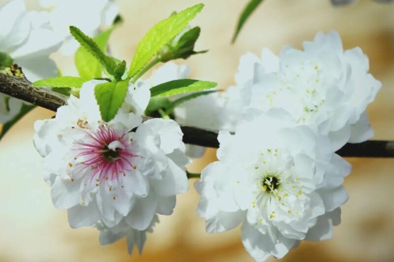 Hình ảnh hoa mai trắng đẹp thu hút ánh nhìn