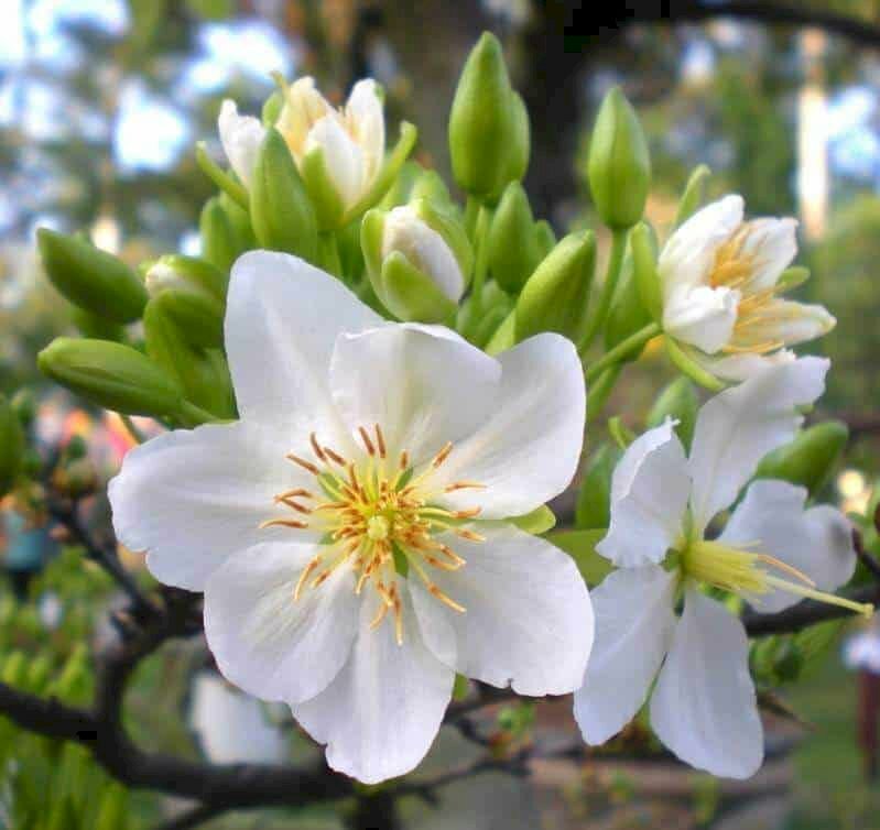 Hoa mai trắng là một trong những loại hoa được yêu thích nhất trong dịp Tết Nguyên đán. Với sắc trắng tinh khôi và hương thơm dịu nhẹ, hoa mai trắng mang đến cho mọi người cảm giác thanh tịnh và yên bình trong không gian Tết sắp đến.