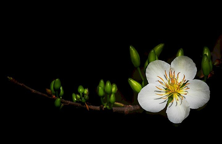 Hình ảnh hoa mai trắng nền đen đẹp thu hút