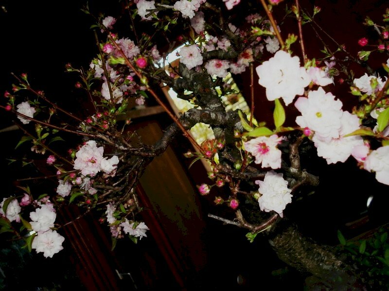 Cây mái trắng đẹp sang trọng trên nền tối