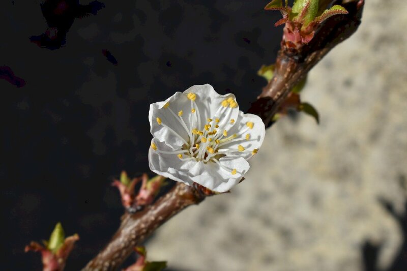 Hình ảnh cành hoa mai trắng trên nền tối sáng