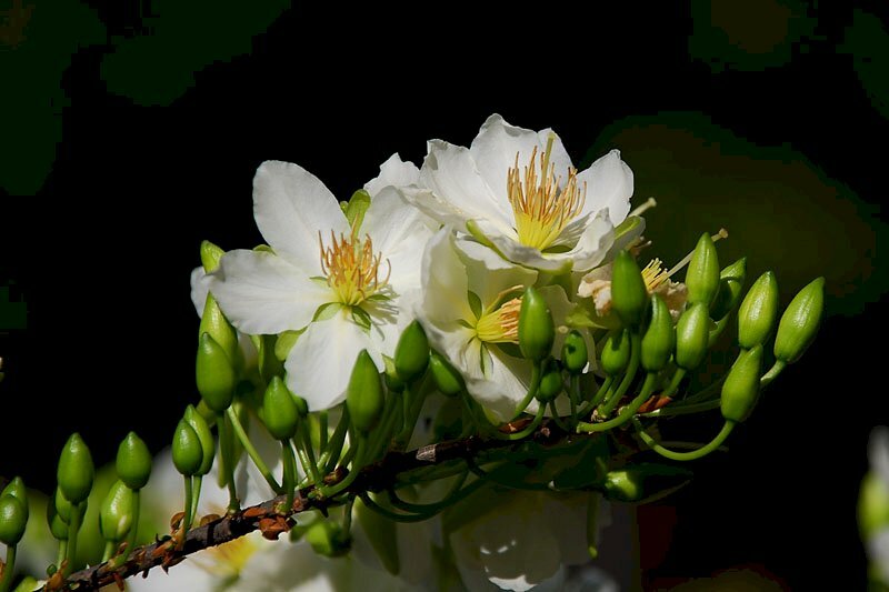 Hình ảnh chùm hoa mái trắng khoe sắc nổi bật trên nền được làm mờ tối