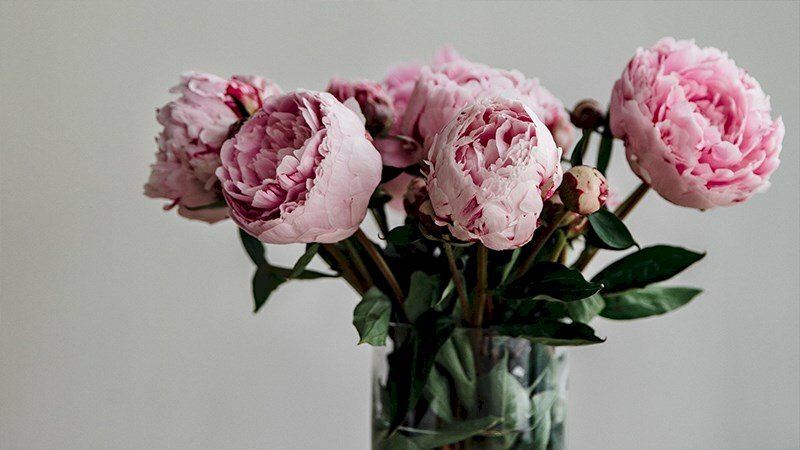 Hình ảnh hoa mẫu đơn đỏ tượng trưng cho thịnh vượng, phú quý 