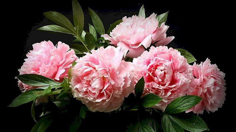 Hình ảnh hoa mẫu đơn đỏ tượng trưng cho thịnh vượng, phú quý 