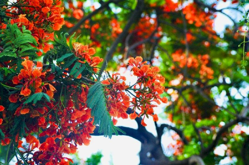 Hình ảnh hoa phượng đỏ gợi nhớ thuở học trò bao kỷ niệm đẹp