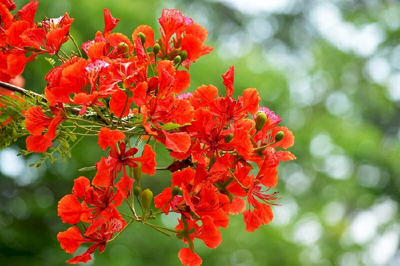 Khám phá với hơn 100 hình ảnh hoa phượng hay nhất  thtantai2eduvn